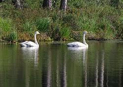 Svartsjön, Hanveden